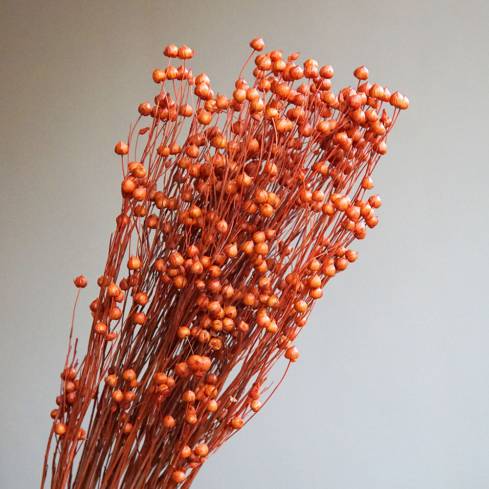 35g/Ormosia Hosiei conservato  - Dried Flower Bunch recensione e prezzo