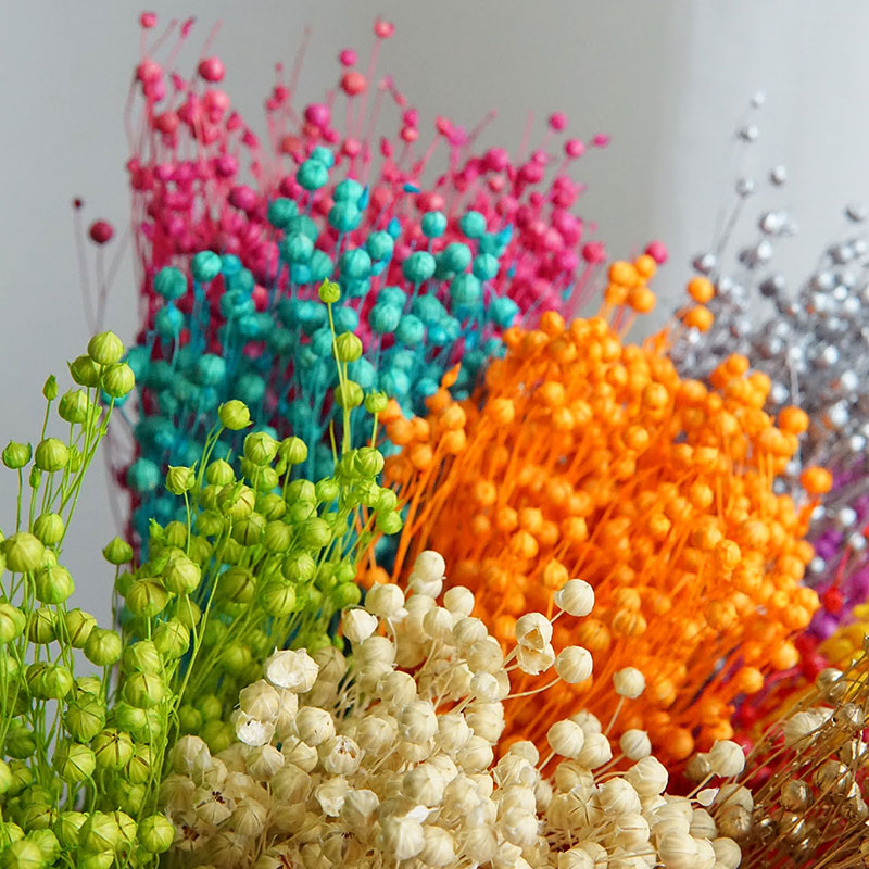 35g/Ormosia Hosiei conservato  - Dried Flower Bunch recensione e prezzo