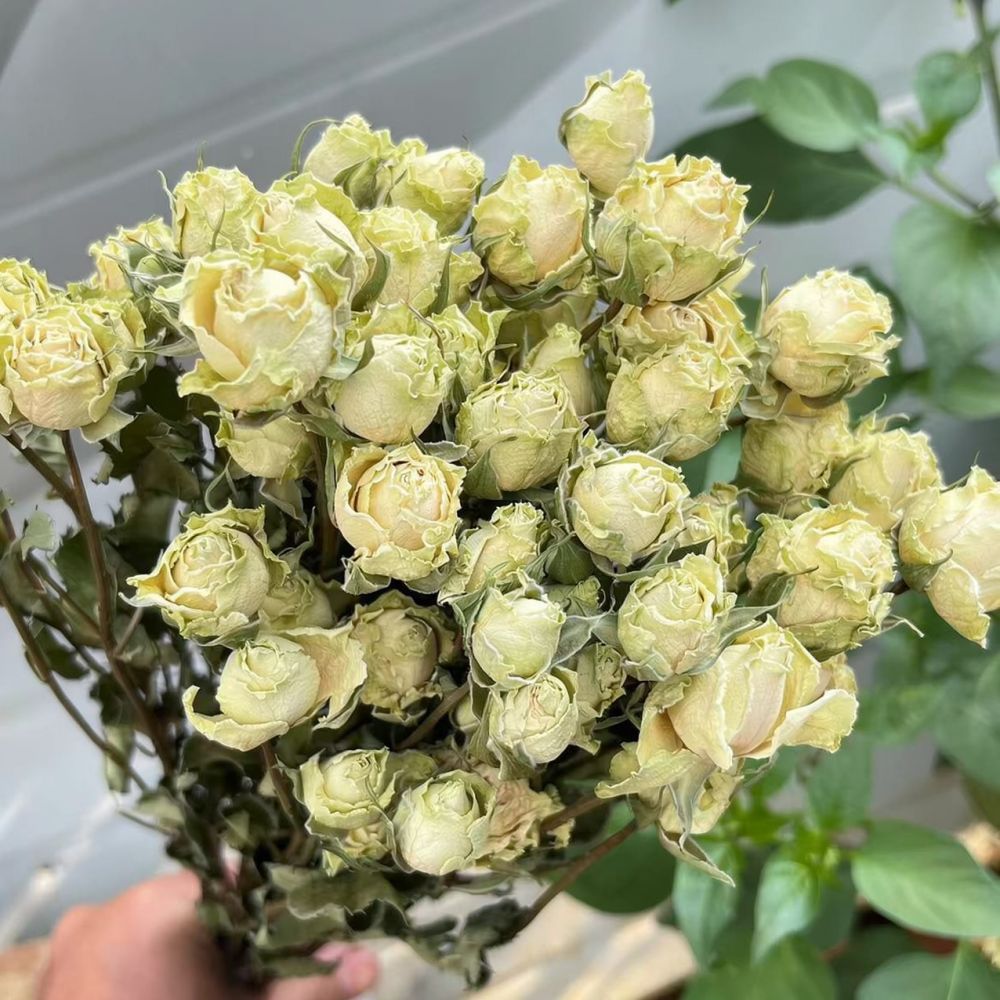 Mazzo di rose naturali stabili - Dried Flower Bunch recensione e prezzo