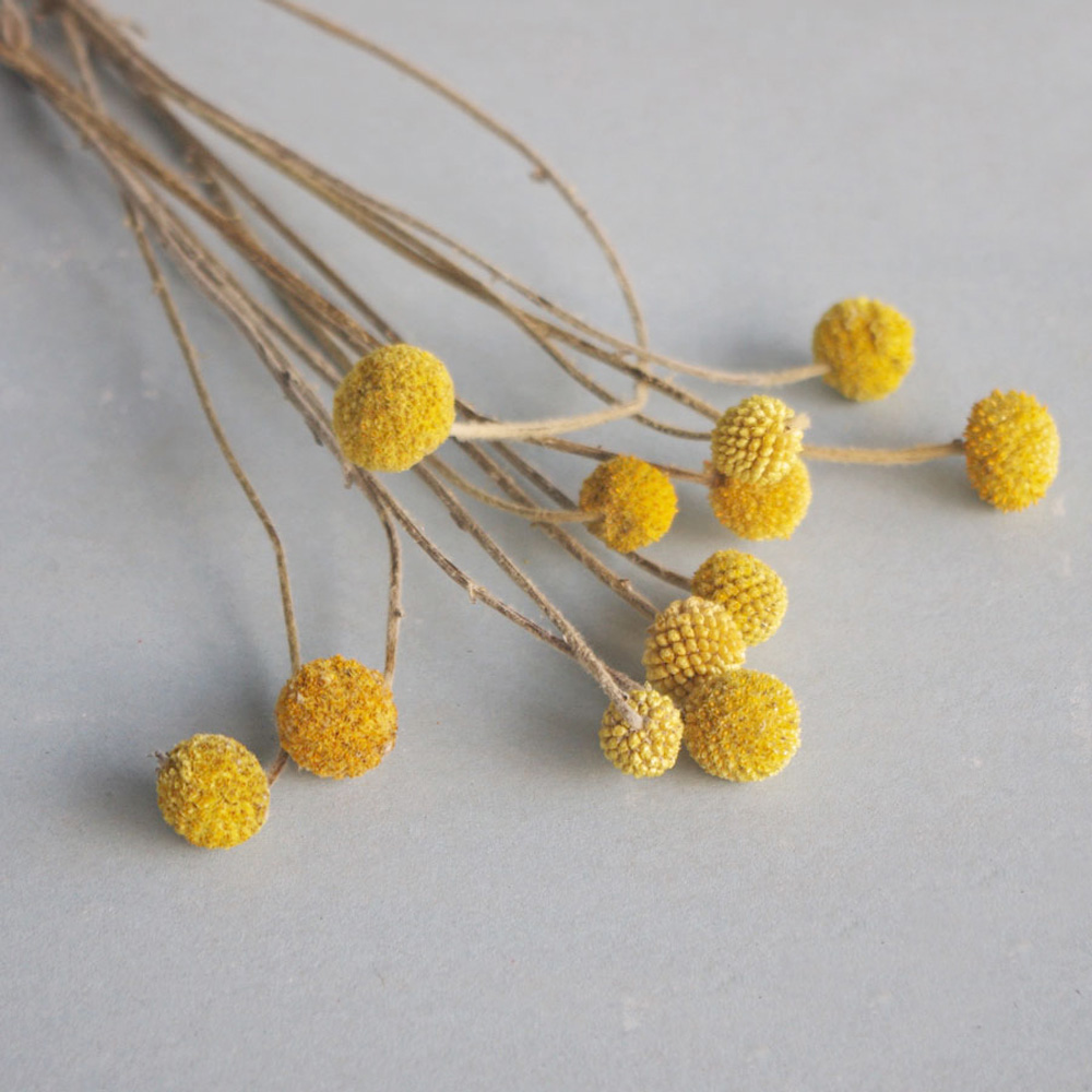 20 mazzi di fiori di Craspedia - Dried Flower Bunch recensione e prezzo