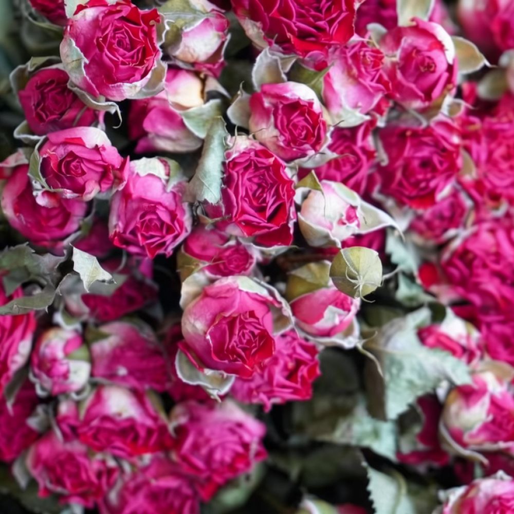 Mazzo di fiori di rosa essicca - Dried Flower Bunch recensione e prezzo