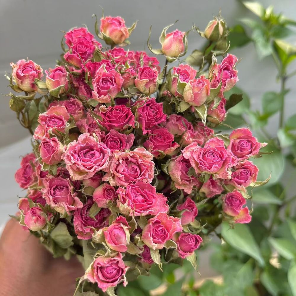 Mazzo di fiori di rosa essicca - Dried Flower Bunch recensione e prezzo